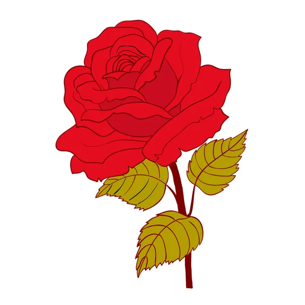 Red rose cartoon style on white background — Stock Vector