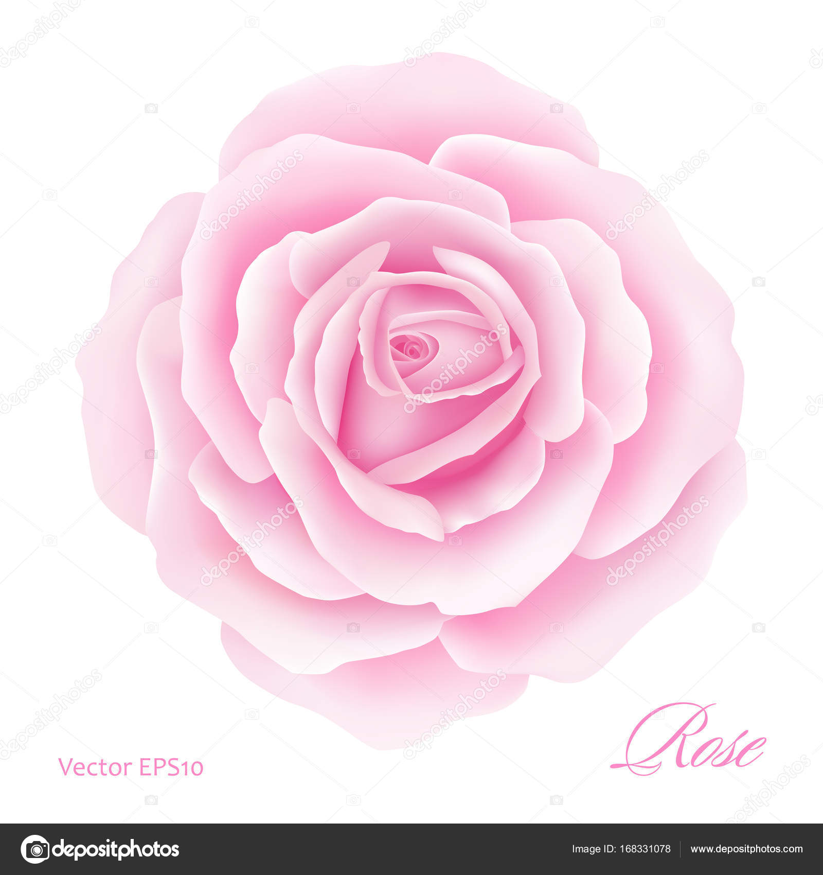White Background With A Pink Rose Flower Vector Ilration White Background With A Pink Rose Flower Vector Ilration Stock