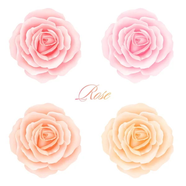Set di Rose Fiori. Illustrazione vettoriale — Vettoriale Stock