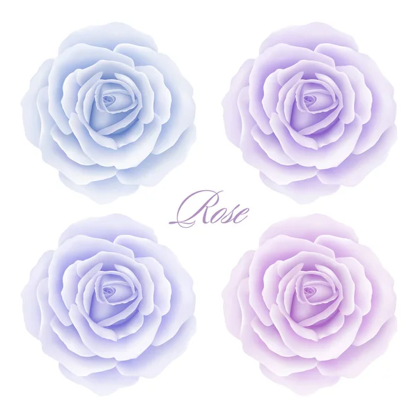 Het aantal rozen bloemen. Vectorillustratie — Stockvector