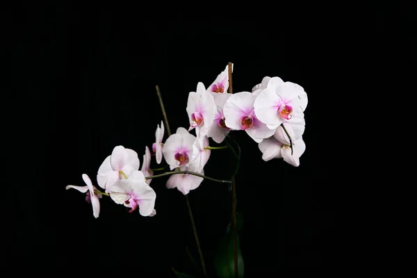 Siyah arka planda izole edilmiş orkide çiçeği..