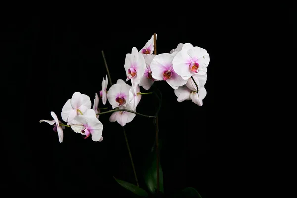 Siyah arka planda izole edilmiş orkide çiçeği..