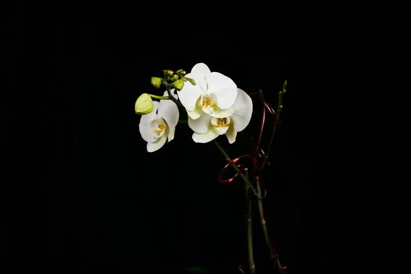 Fiore di orchidea isolato sullo sfondo nero . — Foto Stock
