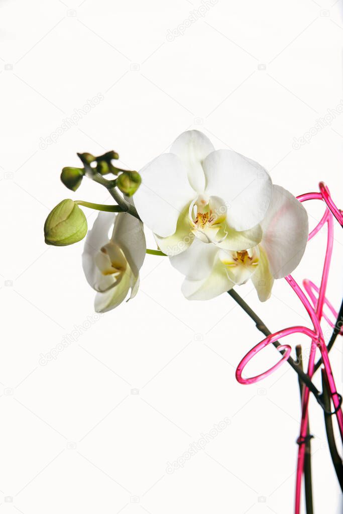 Orchid flower blossom isolated on the white background.