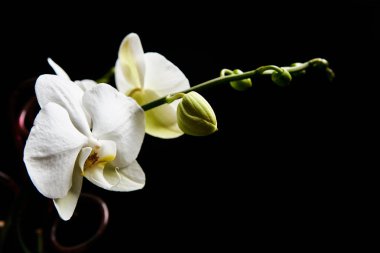 Siyah arka planda izole edilmiş orkide çiçeği..