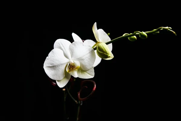 Fiore di orchidea isolato sullo sfondo nero . — Foto Stock