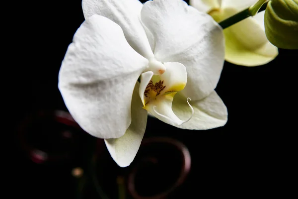 Siyah arka planda izole edilmiş orkide çiçeği..