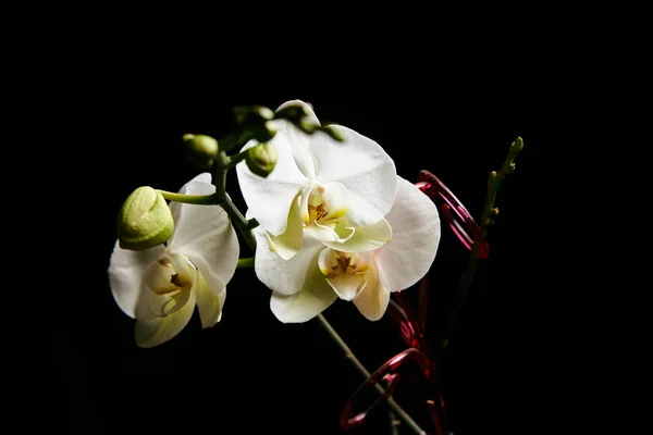 Fleur d'orchidée isolée sur le fond noir . — Photo