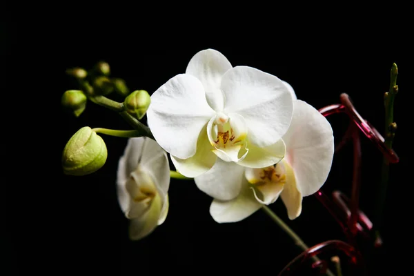 Fiore di orchidea isolato sullo sfondo nero . — Foto Stock