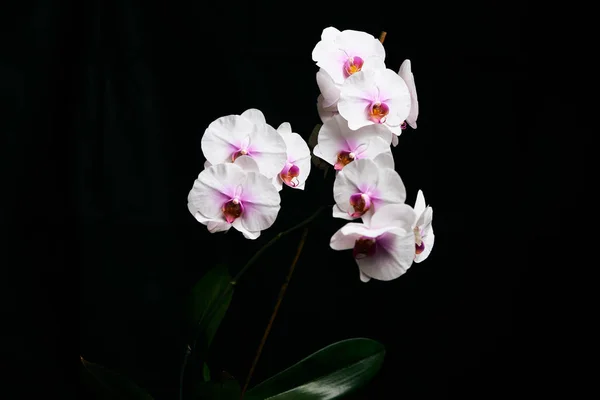 Orkidé blomma isolerad på den svarta bakgrunden. — Stockfoto