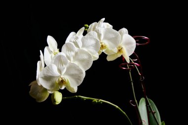 Beyaz orkide Phalaenopsis siyah arka planda izole edildi. Beyaz orkide dalı çiçek açtı..