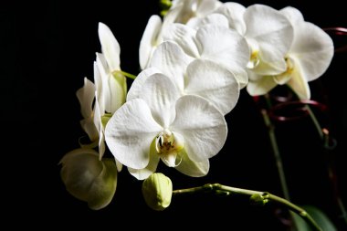 Beyaz orkide Phalaenopsis siyah arka planda izole edildi. Beyaz orkide dalı çiçek açtı..