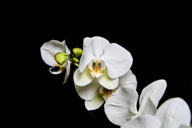 Beyaz orkide Phalaenopsis siyah arka planda izole edildi. Beyaz orkide dalı çiçek açtı..