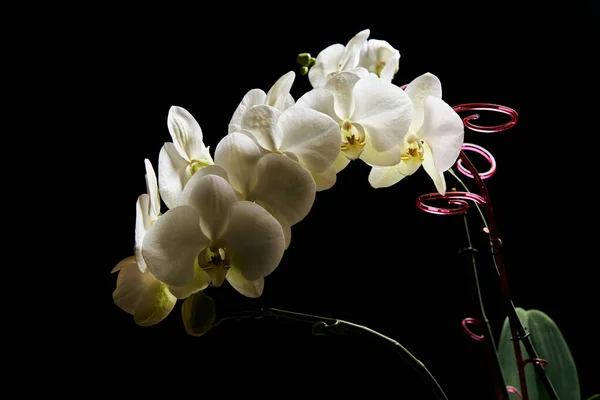 Vit orkidé Phalaenopsis isolerad på svart bakgrund. Vit orkidé gren blomma. — Stockfoto