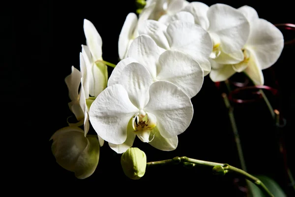 Weiße Orchidee Phalaenopsis isoliert auf schwarzem Hintergrund. weiße Orchideenzweigblüte. — Stockfoto
