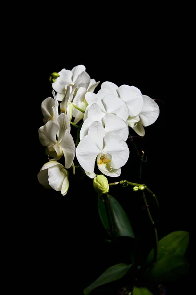 Белая орхидея Phalaenopsis выделена на черном фоне. Цветение ветви белой орхидеи . — стоковое фото