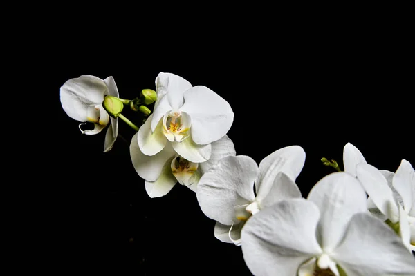 Orchidea bianca Phalaenopsis isolato su sfondo nero. Fioritura bianca del ramo del orchid . — Foto Stock