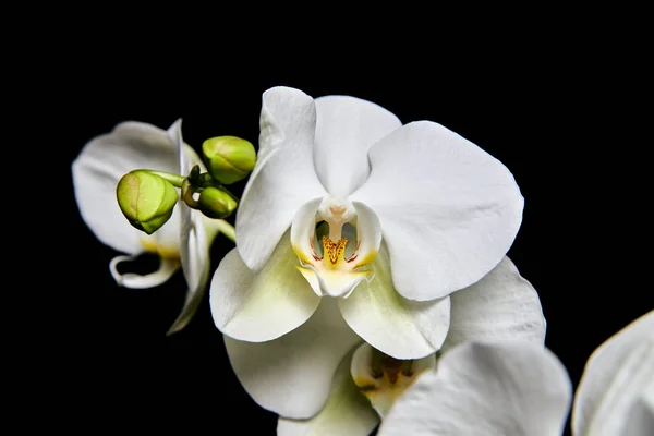 White orchid Phalaenopsis isolated on black background. White orchid branch blossom.