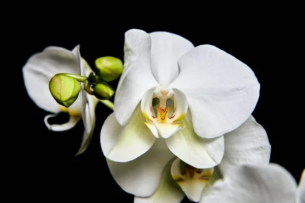 White orchid Phalaenopsis isolated on black background. White orchid branch blossom.