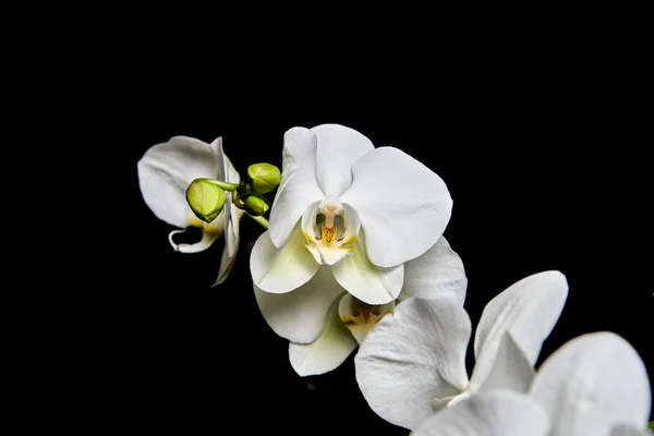 White orchid Phalaenopsis isolated on black background. White orchid branch blossom.