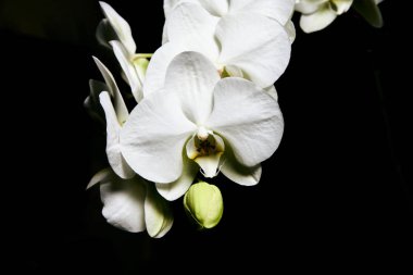 Beyaz orkide Phalaenopsis siyah arka planda izole edildi. Beyaz orkide dalı çiçek açtı..
