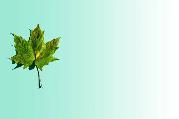 Fallen green autumn maple leaf isolated on color trend Aqua Menthe background with copy space.