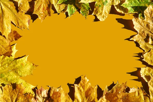 Mockup frame from colorful autumn maple leaves on color trend background. — Stock Photo, Image