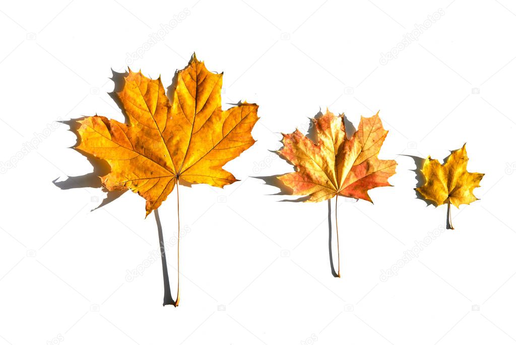 Different size of colorful autumn maple leaves in line on white background.