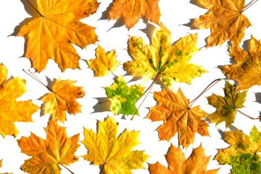 Düşen renkli sonbahar akçaağaç yaprakları beyaz arkaplanda kopya alanı ile izole edilmiş.