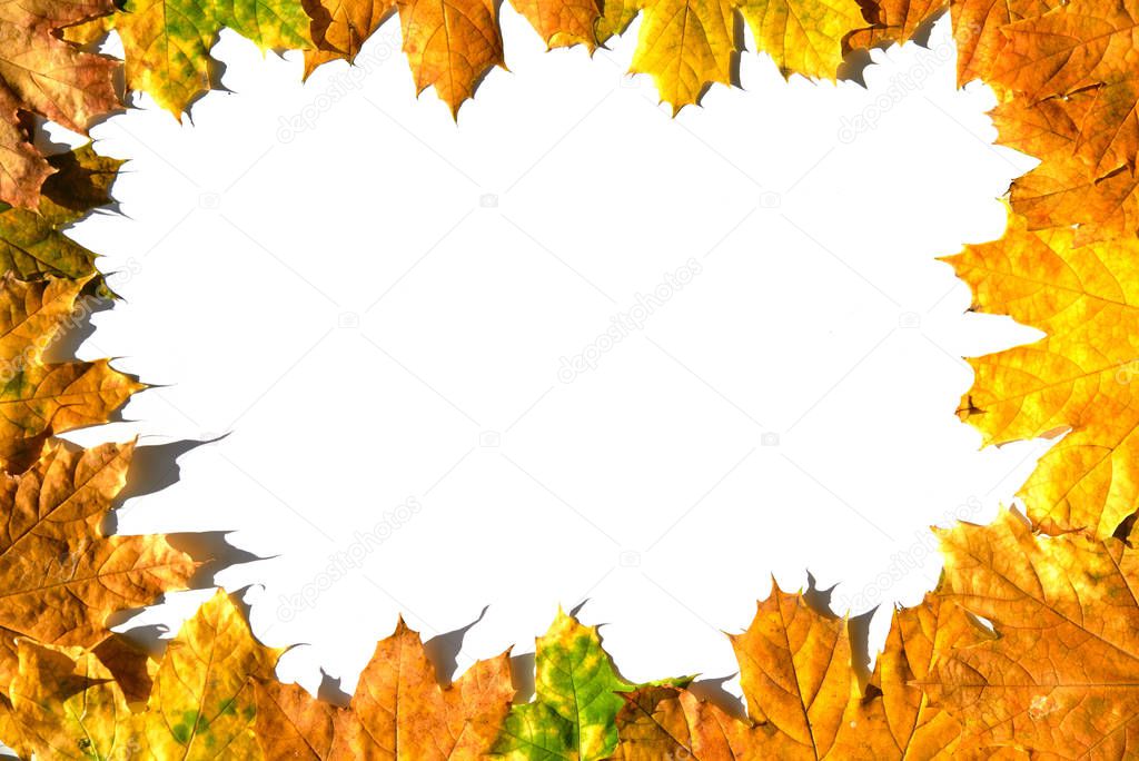 Mockup frame from colorful autumn maple leaves on white background.