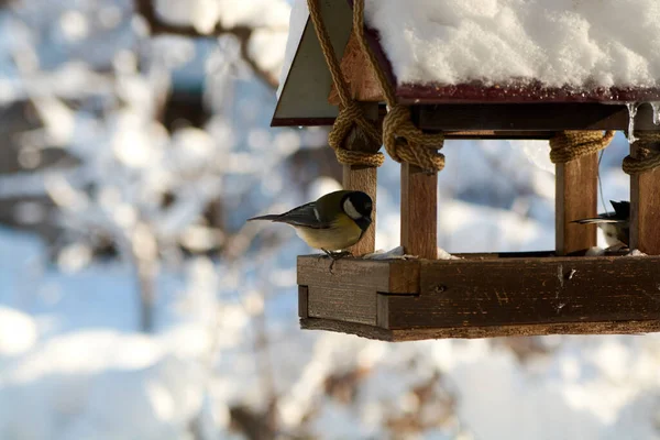 Birds on a snowy feeding trough on a sunny winter day. Birds in the winter. Birds feeding.