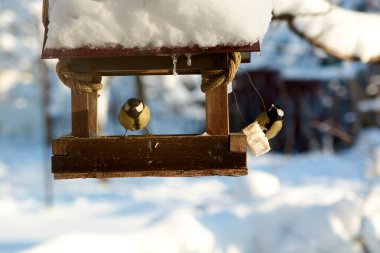Güneşli bir kış gününde, karlı bir yemlikteki kuşlar. Kışın kuşlar. Kuşlar besleniyor.