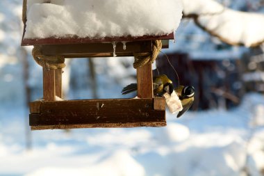 Güneşli bir kış gününde, karlı bir yemlikteki kuşlar. Kışın kuşlar. Kuşlar besleniyor.