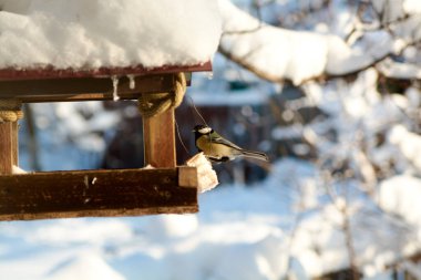Güneşli bir kış gününde, karlı bir yemlikteki kuşlar. Kışın kuşlar. Kuşlar besleniyor.