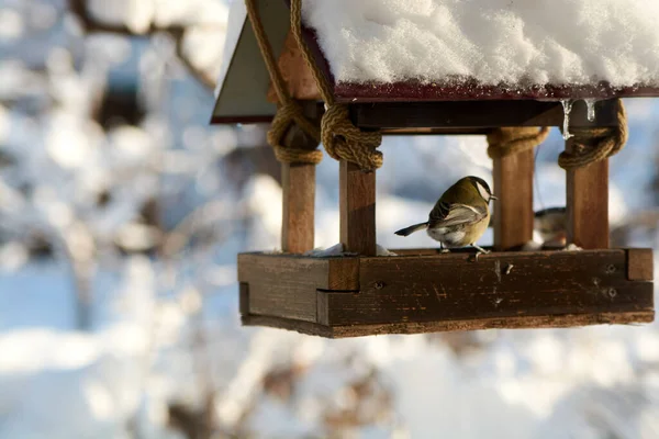 Pájaros Comedero Nevado Día Soleado Invierno Pájaros Invierno Alimentación Aves — Foto de Stock