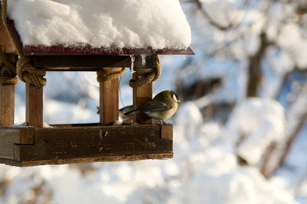 Oiseaux Sur Une Mangeoire Enneigée Par Une Journée Hiver Ensoleillée — Photo