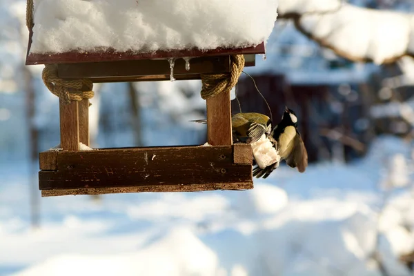 Birds on a snowy feeding trough on a sunny winter day. Birds in the winter. Birds feeding.