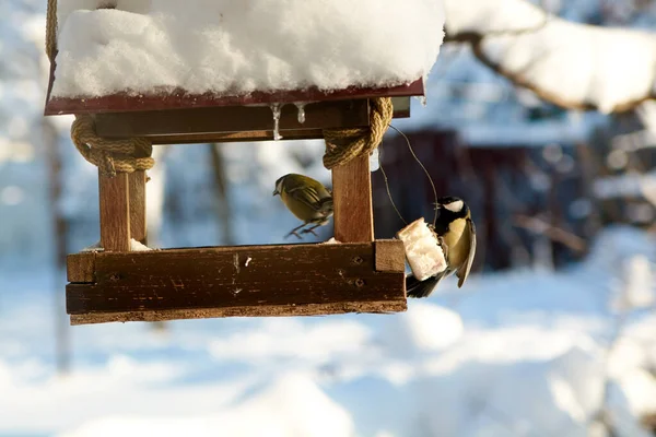 Ptaki Zaśnieżonym Korycie Słoneczny Zimowy Dzień Ptaki Zimie Karmienie Ptaków — Zdjęcie stockowe
