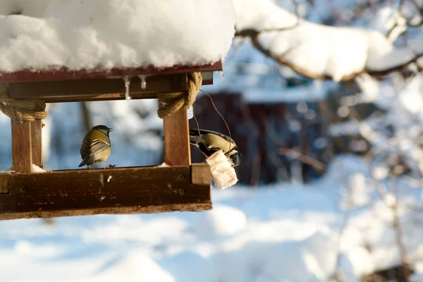 Birds on a snowy feeding trough on a sunny winter day. Birds in the winter. Birds feeding.