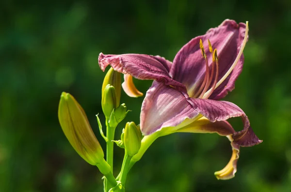 Flor lila daylily —  Fotos de Stock