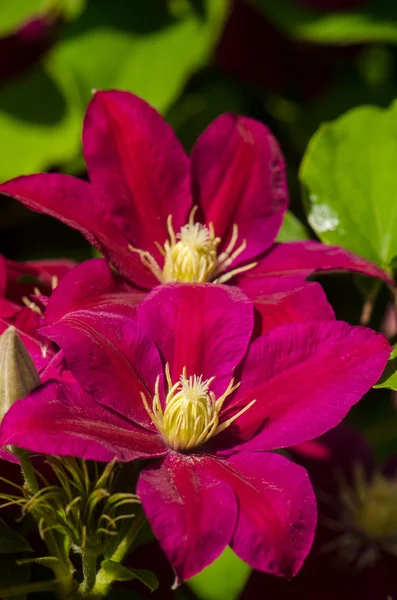 Twee paars clematis — Stockfoto