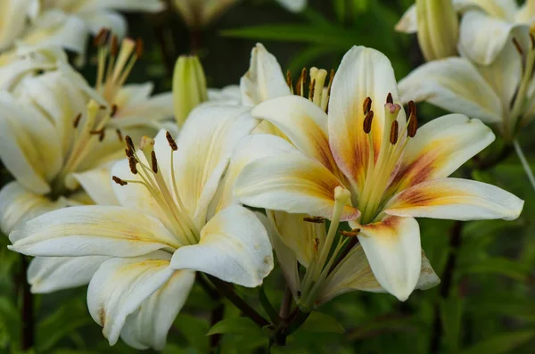 Lirio blanco con centro amarillo —  Fotos de Stock