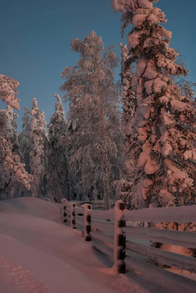 Pokryte śniegiem drzewa o zachodzie słońca — Zdjęcie stockowe