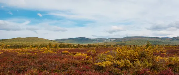 Осенний пейзаж на Камчатке с желтыми и красными деревьями — стоковое фото