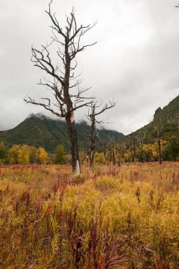 Kuru ağaçlar bulutla kaplı dağları arka planı