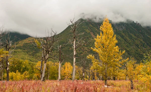 Torra träd mot bakgrund av bergen — Stockfoto