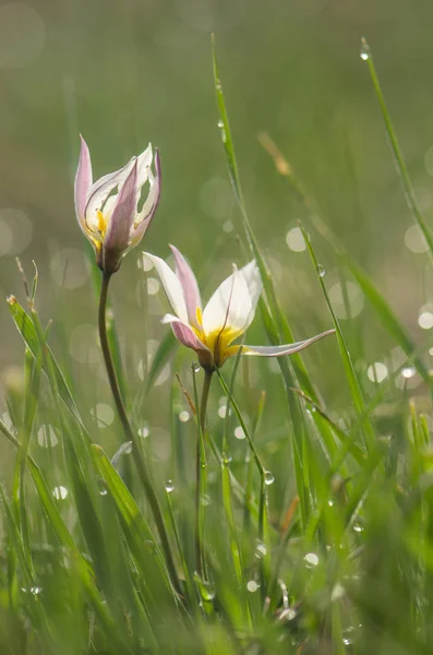 Wild tulip in dewy grass — Stock Photo, Image