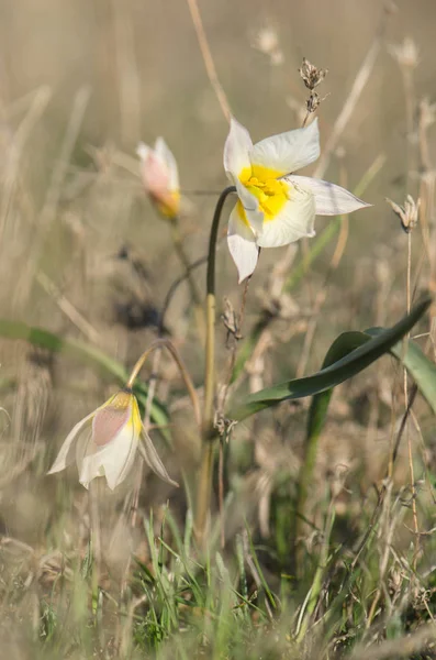 草の中の 2 つの花が咲くチューリップ — ストック写真