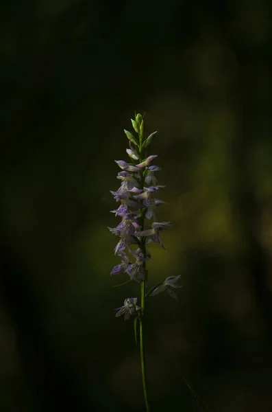 Blommande orkidé i skogen — Stockfoto