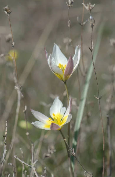 草の中で野生のチューリップの花 — ストック写真